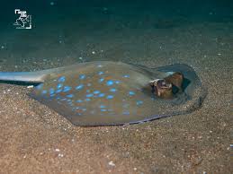 Image result for Megatrygon microps