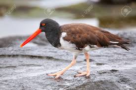 Attēlu rezultāti vaicājumam “Haematopus ostralegus adult”