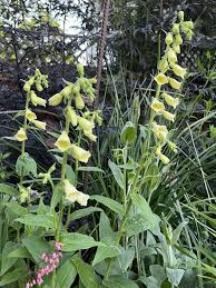Image result for Digitalis grandiflora