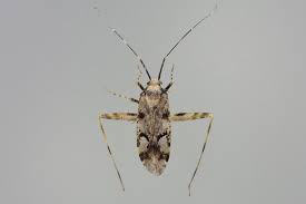 Attēlu rezultāti vaicājumam “Phytocoris tiliae”