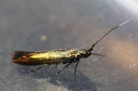 Attēlu rezultāti vaicājumam “Coleophoridae”