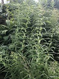 Attēlu rezultāti vaicājumam “Polygonatum verticillatum”