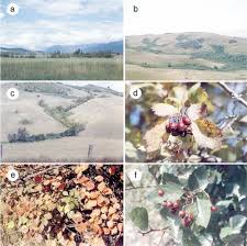 Attēlu rezultāti vaicājumam “Crataegus macracantha fruit”