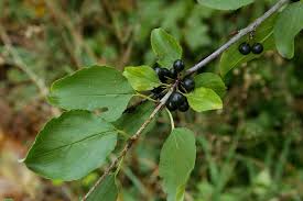 Attēlu rezultāti vaicājumam “Rhamnus cathartica”