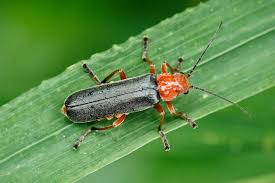 Attēlu rezultāti vaicājumam “Cantharis livida”