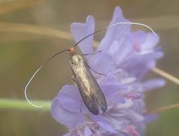 Attēlu rezultāti vaicājumam “Nemophora metallica”