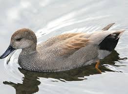 Attēlu rezultāti vaicājumam “Anas strepera”