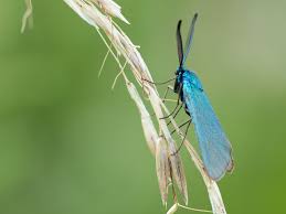 Attēlu rezultāti vaicājumam “Adscita statices”