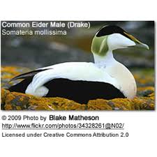 Attēlu rezultāti vaicājumam “Somateria mollissima male”