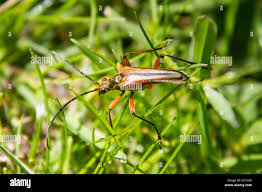 Attēlu rezultāti vaicājumam “Stenocorus meridianus”