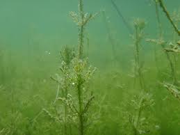 Attēlu rezultāti vaicājumam “Chara polyacantha”