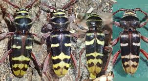 Attēlu rezultāti vaicājumam “Plagionotus detritus”