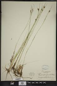 Attēlu rezultāti vaicājumam “Rhynchospora fusca”