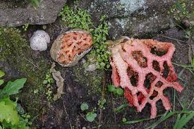 Attēlu rezultāti vaicājumam “Clathrus ruber”