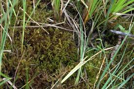 Attēlu rezultāti vaicājumam “Hamatocaulis vernicosus”