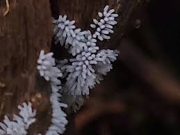 Attēlu rezultāti vaicājumam “Stemonitopsis typhina young”