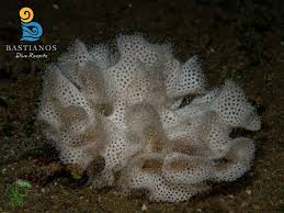 Attēlu rezultāti vaicājumam “Bryozoa”