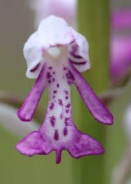 Attēlu rezultāti vaicājumam “Orchis militaris flower”