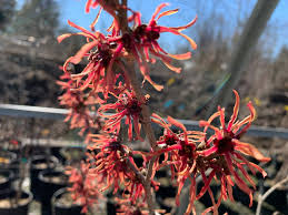 Attēlu rezultāti vaicājumam “Hamamelis vernalis flower”
