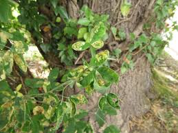 Attēlu rezultāti vaicājumam “Laburnum alpinum leaf”