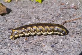 Attēlu rezultāti vaicājumam “Agrius convolvuli”