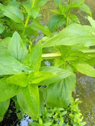 Attēlu rezultāti vaicājumam “Scrophularia umbrosa”