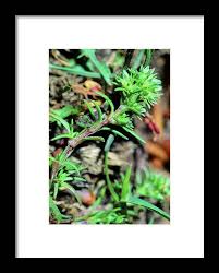 Attēlu rezultāti vaicājumam “Scleranthus annuus”