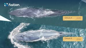 Image result for Balaenoptera omurai
