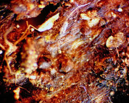 Attēlu rezultāti vaicājumam “Licea minima”