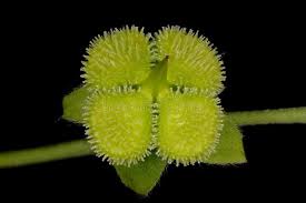 Attēlu rezultāti vaicājumam “Cynoglossum officinale fruit”