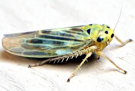 Attēlu rezultāti vaicājumam “Macrosteles sp. imago”