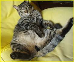 猫次郎o에 대한 이미지 검색결과