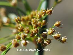Attēlu rezultāti vaicājumam “Juncus effusus fruit”
