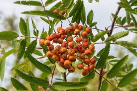 Attēlu rezultāti vaicājumam “Sorbus aucuparia leaf”