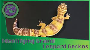Image result for gravidity leopard gecko