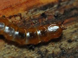Attēlu rezultāti vaicājumam “Cucujus cinnaberinus larva”