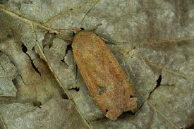 Attēlu rezultāti vaicājumam “Noctua pronuba”