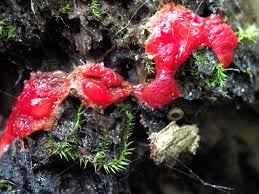 Attēlu rezultāti vaicājumam “Lycogala confusum macro”