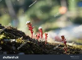 Attēlu rezultāti vaicājumam “Sedum pallidum flower”