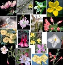 Attēlu rezultāti vaicājumam “Onagraceae”