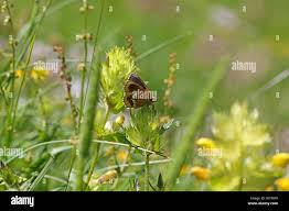 Attēlu rezultāti vaicājumam “Mellicta athalia underside”