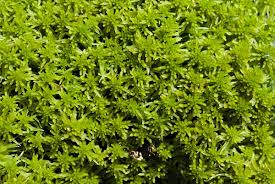 Attēlu rezultāti vaicājumam “Sphagnum fallax”