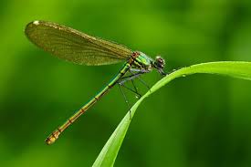 Attēlu rezultāti vaicājumam “Lestes dryas female”