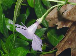 Attēlu rezultāti vaicājumam “Vinca minor flower”