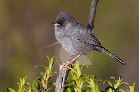 Image result for Sylvia sarda