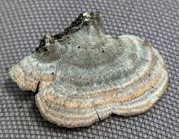 Attēlu rezultāti vaicājumam “Trichaptum biforme”