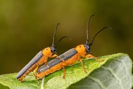 Attēlu rezultāti vaicājumam “Oberea oculata”