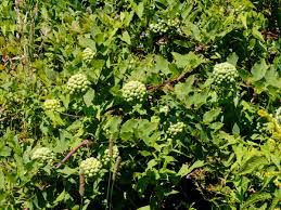 Attēlu rezultāti vaicājumam “Carex caryophyllea fruit”