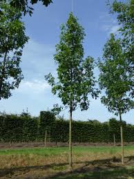 Attēlu rezultāti vaicājumam “Fraxinus pennsylvanica male flower”