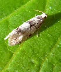 Attēlu rezultāti vaicājumam “Epinotia bilunana”